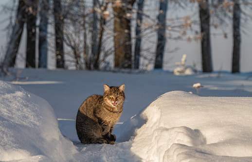 A cat sits on a snowy path in the park.
