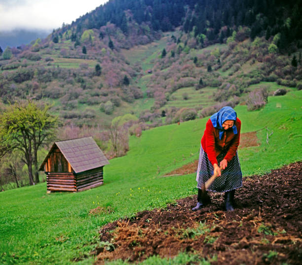 Vlkolinec, Slovakia - Unknown woman working in the field on April 22, 1994. Wood village Vlkolinec is UNESCO World Heritage Site