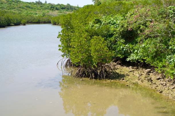 istock Miyakojima mangroves growing along the river 1932312689