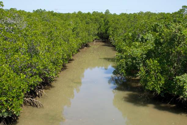 istock Muddy river surrounded by mangrove forest 1932313760