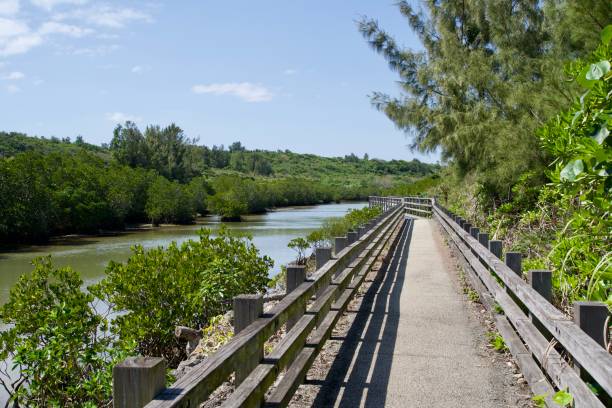 istock Scenery of boardwalk and Shimajiri mangrove forest 1932314317