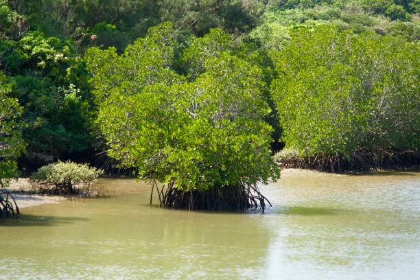 istock Mangrove trees growing as one clump. 1932314833