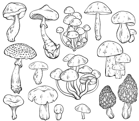 Set of different mushrooms, graphic drawing with lines, black and white cut truffle, porcini mushroom, shiitake and chanterelles isolated. Vector illustration