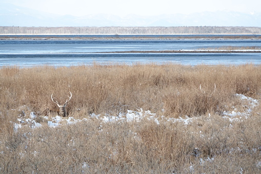 Herd of male sika deer that lives on the Notsuke Peninsula, Hokkaido.