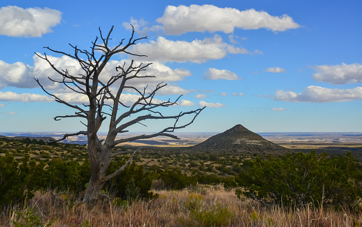 Dry tree, cacti and other desert plants on a cone-shaped landscape in Guadalupe National Park, New Mexico
