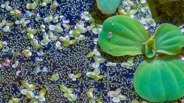istock The smallest flowering plant (Wolffia arrhiza) and duckweed (Lemna turionifera) 1932345945