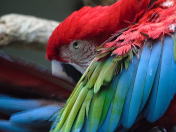 Parrot in Central Park Zoo