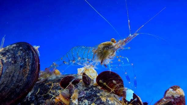 istock Rockpool shrimp (Palaemon elegans), crustacean underwater 1932357889