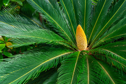Cycas revoluta - male cycad plant blooms in the botanical garden, Odessa