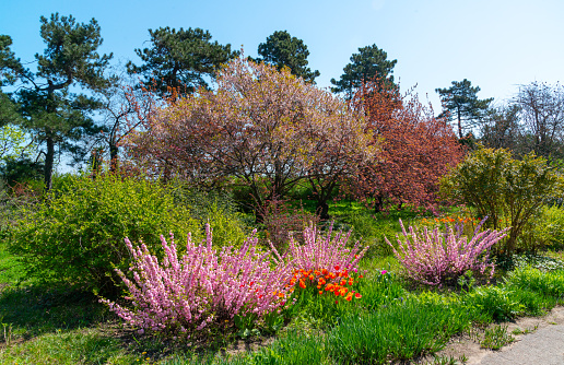 metimes called flowering plum or flowering almond (Prunus triloba), Odessa botanical garden