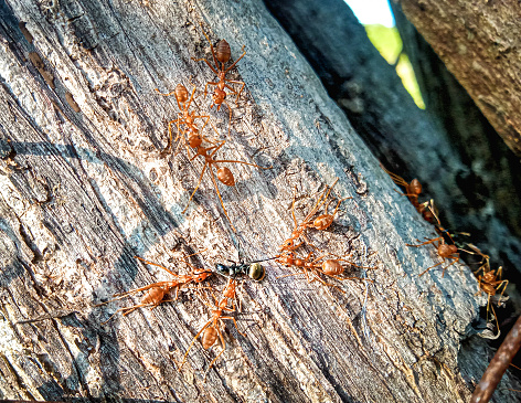 A group of red ants is attacking a black ant