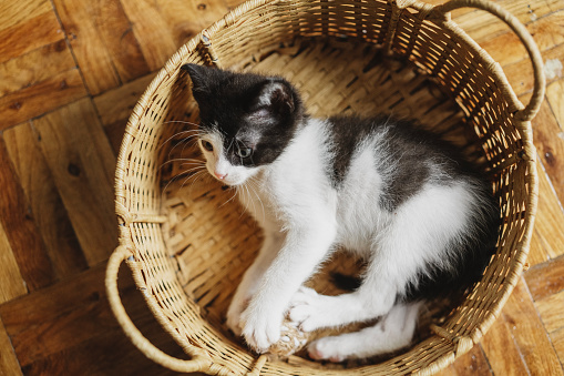 Little cute black and white kitten in a straw basket on a wooden floor,