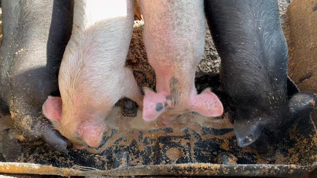 Top view of a group of pigs feeding on the ranch