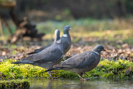 Group of wood pigeons on the frozen pond