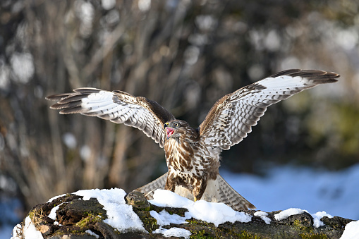 Eurasian buzzard in winter excited to see another buzzard arrive