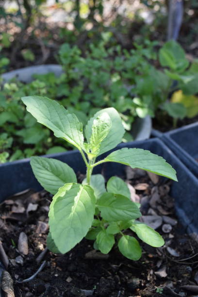 istock Growth Hot Basil in Plant Pot 1932379573