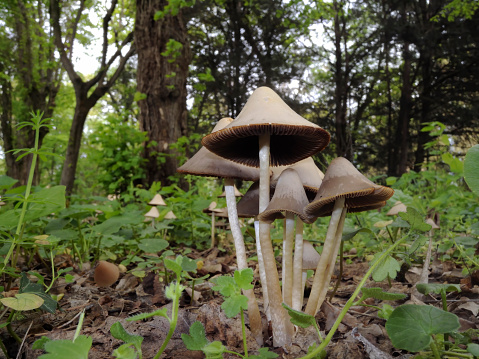 Mushroom in the woods, psathyrellaceae sp.
