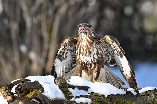 Eurasian buzzard in winter excited to see another buzzard arrive