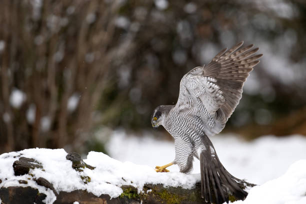 istock Northern goshawk in winter with his prey 1932382360