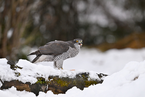 Northern goshawk in winter with his prey