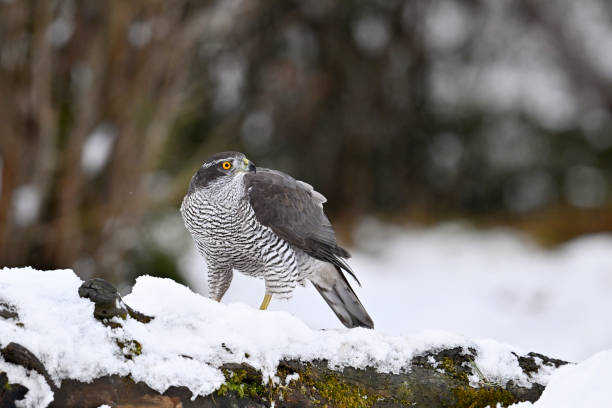 istock Northern goshawk in winter 1932382735