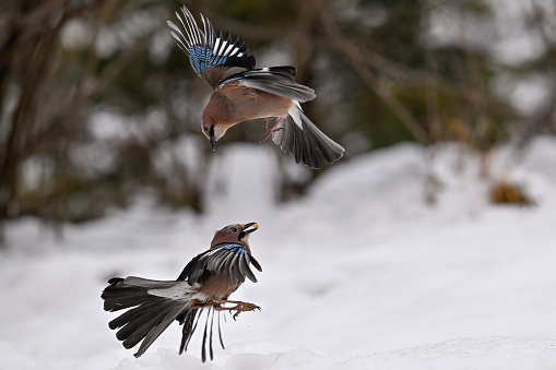 Eurasian jay arguing