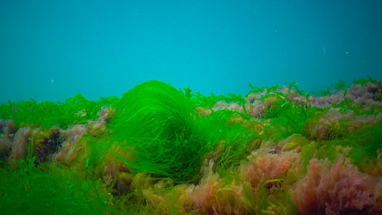 Underwater landscape, Black Sea. Green, red and brown algae on the seabed (Ulva, Enteromorpha, Ceramium, Cladophora, Porphira)