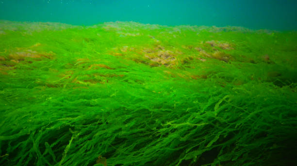istock Underwater landscape, Black Sea. Green, red and brown algae on the seabed 1932387994