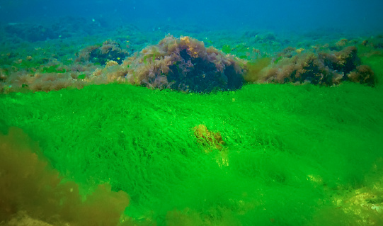 Underwater landscape, Black Sea. Green, red and brown algae on the seabed (Ulva, Enteromorpha, Ceramium, Cladophora, Porphira)