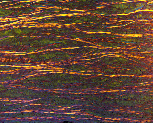 istock Eye sclera. Collagen fibers. Polarised light 1932396586
