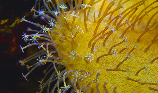 Tentacles of large sea anemone in a marine aquarium, macro photography in an aquarium with tropical reef fish