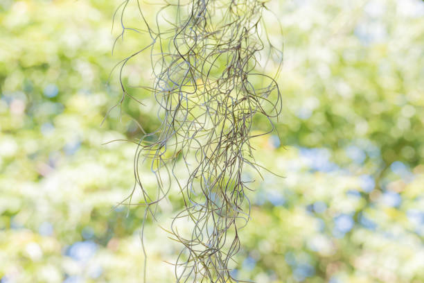 Tillandsia usneoides plant also called old man's beard.