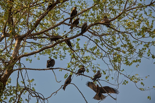 flock of hawks sitting together on a tree
