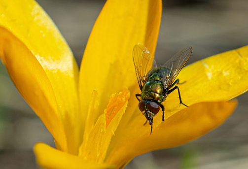 Close up detail of horsefly during summer