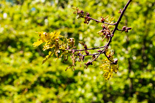 Branches of Amur maple in spring. Latin name Acer tataricum.