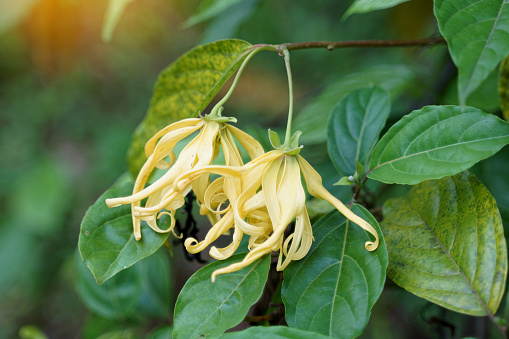 Ylang Ylang tree is a fragrant plant whose flowers have a strong aroma and are extracted into essential oils used in medicine, Aromatherapy, and also used in the production of cosmetics.