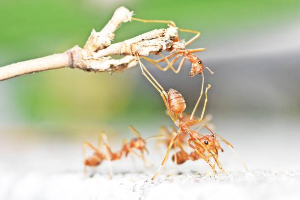 istock Ant Climbing Bamboo Stick - animal behavior. 1932431916