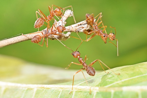 Ant Climbing Bamboo Stick - animal behavior.