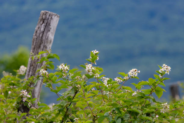 Bush of unripe green blackberries