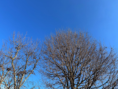 Leafless tree branches in winter on blue sky, copy space