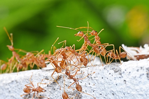 Ant Community on wall - animal behavior.