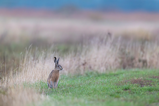Field hare (Lepus europaeus),  in Hortobagy National Park, UNESCO World Heritage Site, Puszta is one of largest steppe ecosystems in Europe, Hungary