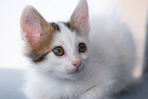 Adorable white cat with brown patches on the head.
