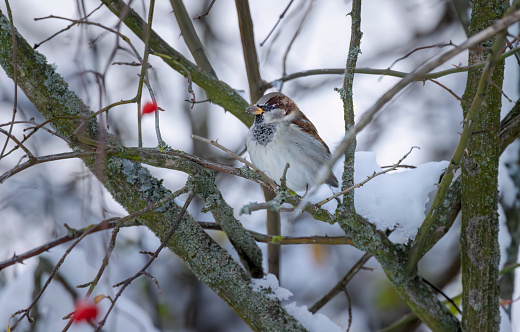 House sparrow (Passer domesticus) in National park Podyji, Southern Moravia, Czech Republic