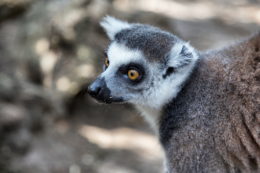 Group of ringtailed lemur, Lemur catta, in Berenty reserve Madagascar eating soil for detoxification