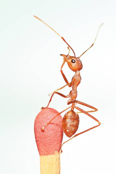 Ant climbing tip of Match - animal behavior.