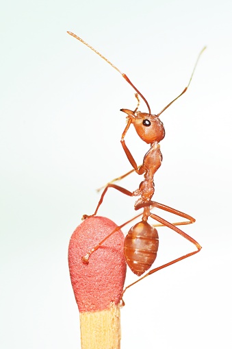 Ant climbing tip of Match - animal behavior.