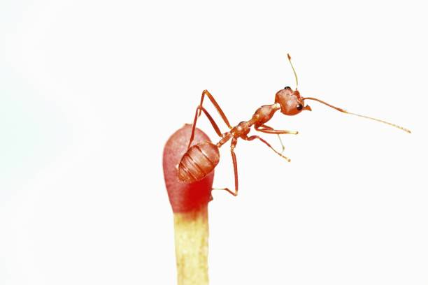 Close-up of a red forest ant standing on a green blade of grass with a bright blue sky and white clouds in the background.