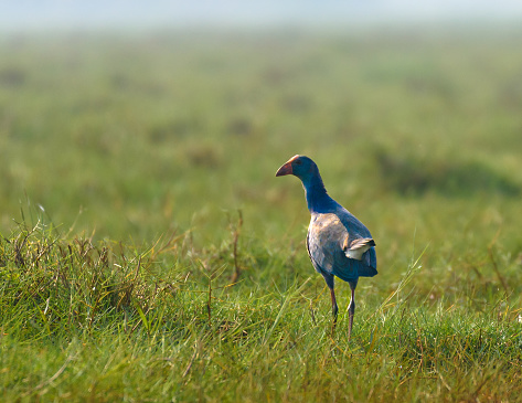 The Grey-Headed Swamphen, occurring from the Middle East and the Indian subcontinent to southern China and northern Thailand.