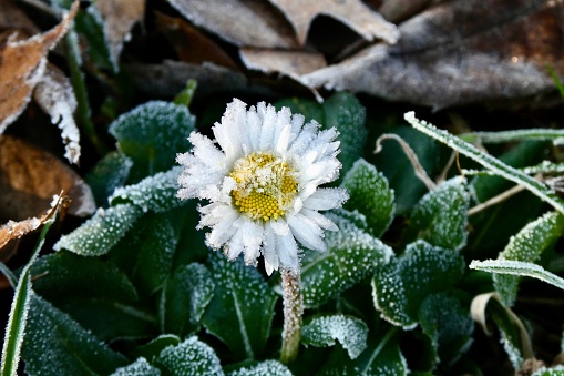 Close up of frozen daisy